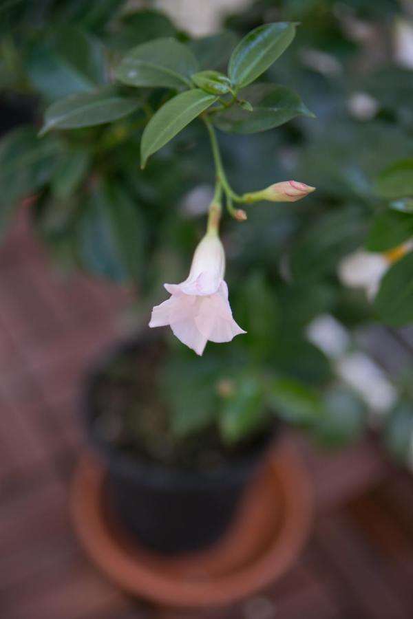 ナポリLa Casa Del Nespolo, 2 Terrazzi E 2 Bagni In Centroアパートメント エクステリア 写真